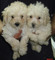 Click to view classifieds YPAQWZZQ