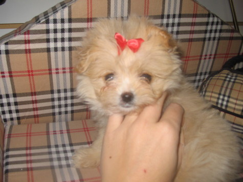 Morkie Puppies For Sale