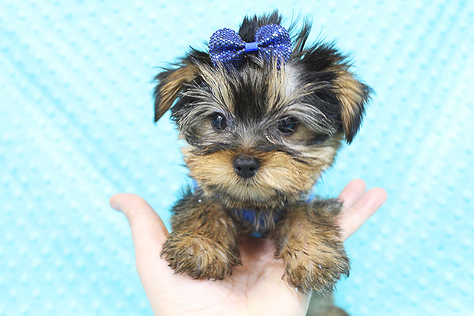 Teacup Yorkie puppy in Costa Mesa CA