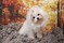 Click to view classifieds GEQCXWFD