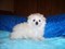 Click to view classifieds QNUAVBYY