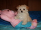 Click to view classifieds WVWCKZVX