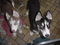 Click to view classifieds SJPTUBVL