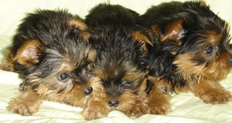 Yorkie  Puppies on Yorkie Poo Puppies For Sale  Asking  550 And Up On Each  2 3