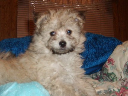 Pictured Nov. 21st at 10 weeks