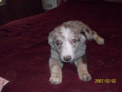 Red merle female