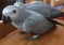 Click to view classifieds EYGSECOV