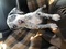 Click to view classifieds XEWAVOHF