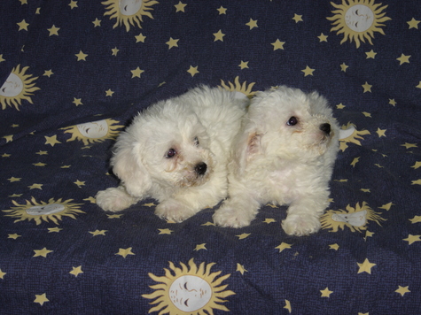 bichon frise