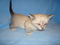 Click to view classifieds KPXOEZRD