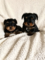 Click to view classifieds LGBBQEHN