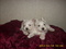 Click to view classifieds TNDTQZOV