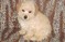 Click to view classifieds JDLCUTGC