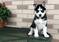 Click to view classifieds NHSUSKHL