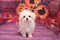 Click to view classifieds KPYGRGPH