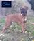 Click to view classifieds GADMPUDF