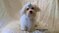 Click to view classifieds QCOPCJPY