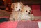 Click to view classifieds BWZFBNDZ