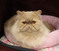 Click to view classifieds QODKBBOK