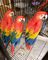 Click to view classifieds XXAMWBVR