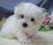 Click to view classifieds ARZPDAOA