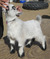 Click to view classifieds UTLUFOCP