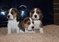 Click to view classifieds MZUDCREU