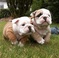 Click to view classifieds PETXDYDJ