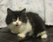 Click to view classifieds ZGWDVKBL