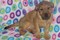 Click to view classifieds OLWCGEBV