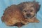 Click to view classifieds GZGOBKPA