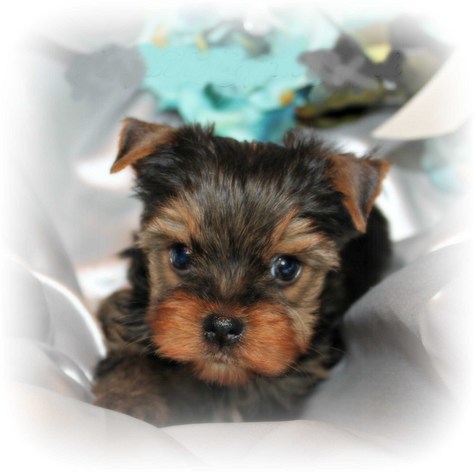 axel tcup male 2000