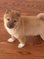Click to view classifieds VCWHSPFO