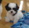 Click to view classifieds FOYFOHTY