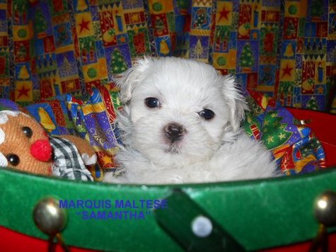 Samantha Photo 1