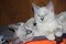 Click to view classifieds YDJECZEN