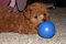 Click to view classifieds JHMFLFVY