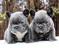 Click to view classifieds NUHFDRZS