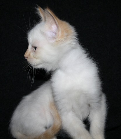 Flame Point Male