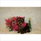 Click to view classifieds HHNPSCTJ
