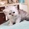 Click to view classifieds URTREBMZ
