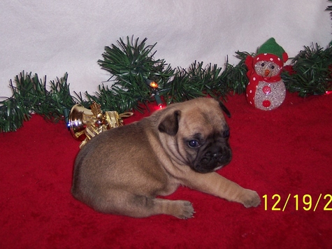 Fawn Female