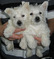 Click to view classifieds PEESXHTV