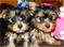 Click to view classifieds HPYJSBBR