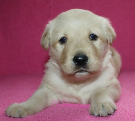 Yellow female