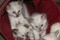 Click to view classifieds VBTSWHLQ