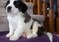 Click to view classifieds JSUBOBNB