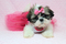 Click to view classifieds DFMMSHSZ